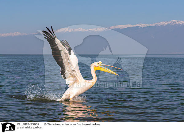 great white pelican / MBS-23632
