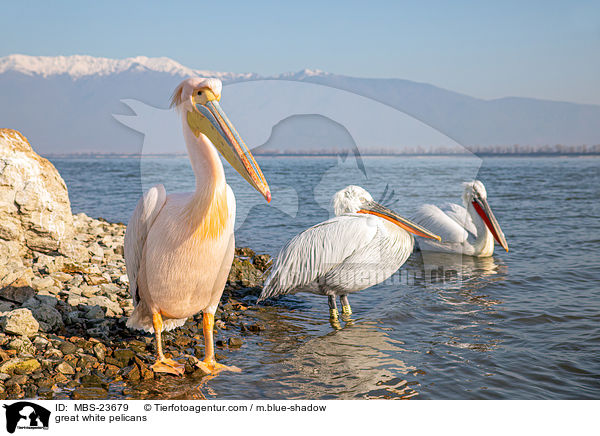 Rosapelikane / great white pelicans / MBS-23679