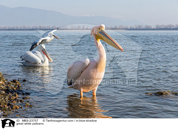 Rosapelikane / great white pelicans / MBS-23707