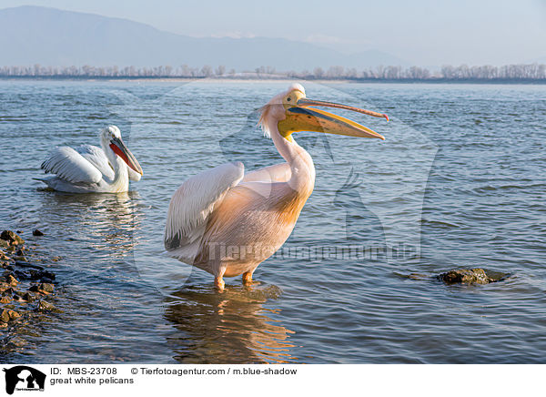 Rosapelikane / great white pelicans / MBS-23708