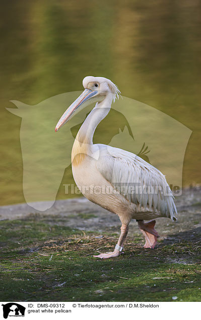 great white pelican / DMS-09312