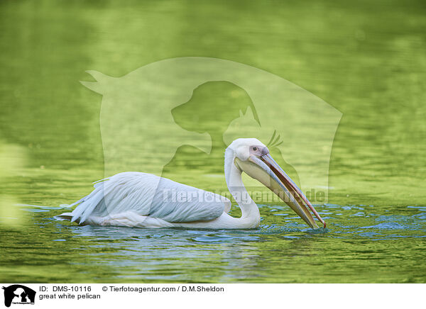 Rosapelikan / great white pelican / DMS-10116