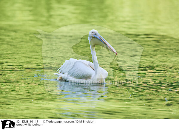 great white pelican / DMS-10117