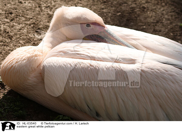 Rosapelikan / eastern great white pelican / HL-03540