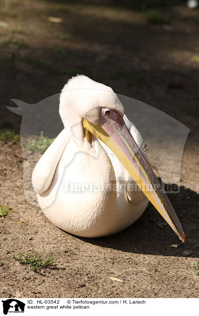 Rosapelikan / eastern great white pelican / HL-03542