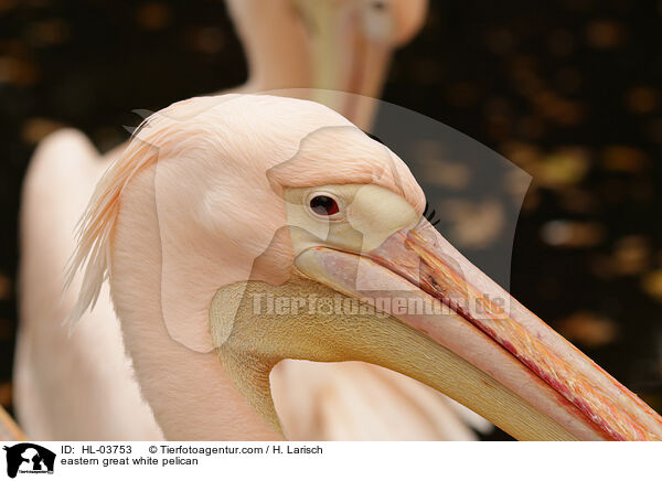 eastern great white pelican / HL-03753