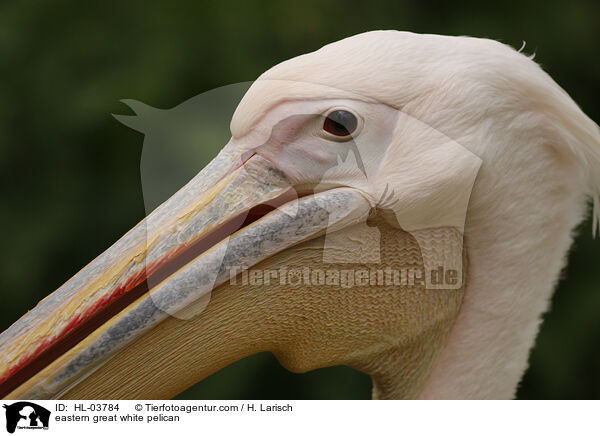 eastern great white pelican / HL-03784