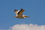 white pelican