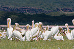 white pelican