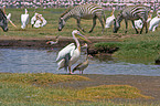 white pelican