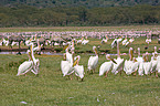 white pelican