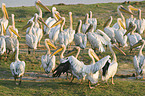 eastern white pelicans