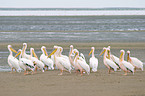 eastern white pelicans