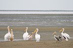 eastern white pelicans