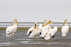 eastern white pelicans