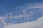 flying great white pelicans