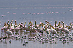 great white pelicans