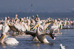 great white pelicans