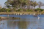 Eastern white pelicans
