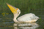 great white pelican