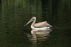 great white pelican