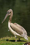 great white pelican