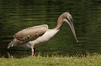 great white pelican