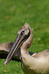 great white pelican