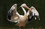 great white pelican