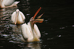 great white pelicans