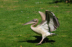 great white pelican