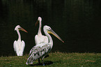 great white pelicans