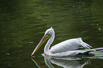 great white pelican