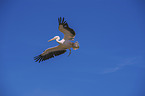 great white pelican Bird Park Marlow