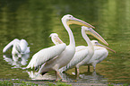 rosy pelicans