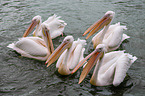 rosy pelicans