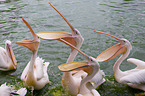 rosy pelicans