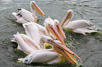 rosy pelicans