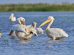 Rosy Pelicans