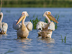 Rosy Pelican