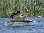 flying Rosy Pelican