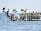 standing Rosy Pelicans