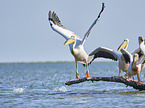 flying Rosy Pelicans