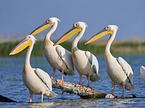 standing Rosy Pelicans