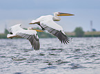 flying Rosy Pelicans