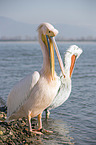 standing Great White Pelicans