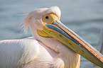 Great White Pelican portrait
