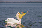 swimming Great White Pelican