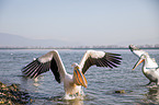 Great White Pelicans