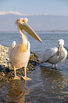 standing Great White Pelicans